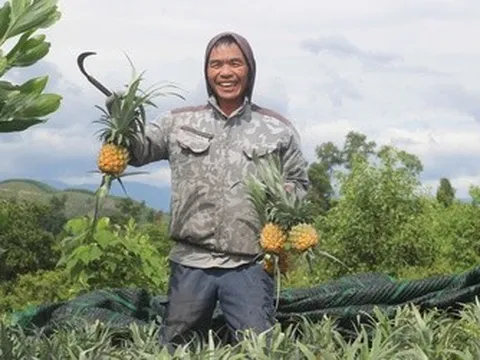 Làm giàu từ mô hình trồng dứa theo chuỗi liên kết bền vững