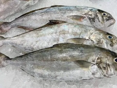 Loài cá nghe tên "ngượng đỏ mặt" - Đặc sản độc đáo bổ dưỡng với giá đắt đỏ vẫn được "săn lùng"