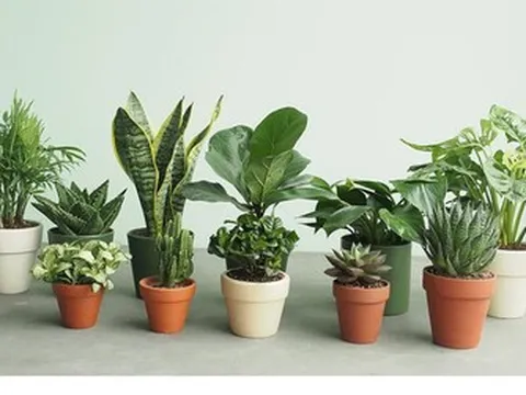 Nhỏ nhưng có "võ": 2 cây phong thủy nào được dân công sở ưu ái trưng trên bàn làm việc?