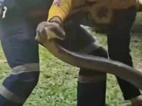 Bắt sống rắn hổ mang chúa khổng lồ dài 4 mét ẩn nấp trong xe