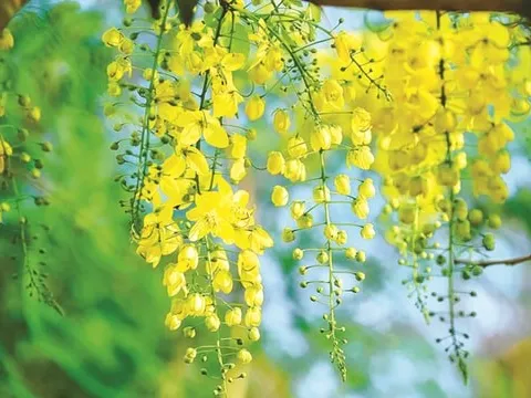 Chiều hạ vàng