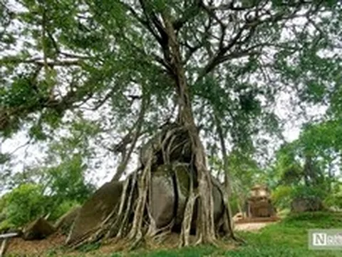 Cận cảnh cây sanh di sản nghìn tuổi ôm đá thế ‘mâm xôi con gà’ độc nhất vô nhị ở Nghệ An