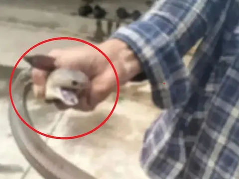 Bắt rắn bằng tay không, người đàn ông chụp ảnh và cái kết "gây sốc"