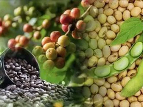 THỊ TRƯỜNG HÀNG HÓA: MXV-Index giảm nhẹ, dòng tiền tập trung vào nhóm họ đậu và cà phê