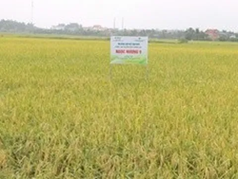 Mô hình sản xuất VietGAP nâng cao giá trị nông sản Thủ đô