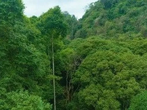 Lượng hóa Carbon rừng: Biến 'tài sản xanh' thành nguồn thu mới cho phát triển bền vững