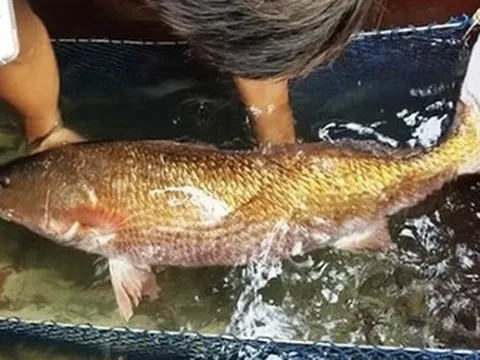 Loài cá tiền tỷ quý hiếm bậc nhất ở Việt Nam, được giới nhà giàu khắp nơi "săn lùng"