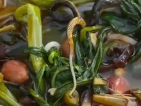 Đang ăn bún, người phụ nữ "sốc nặng" khi phát hiện con rắn trong bát