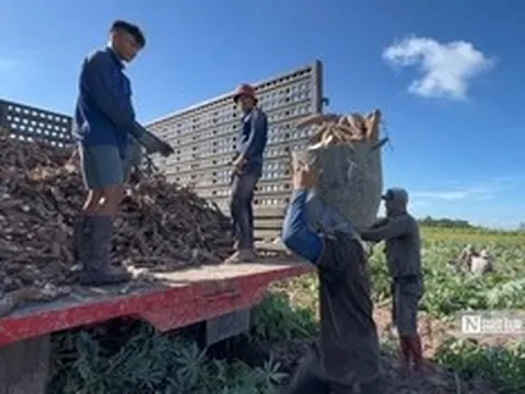 Khoai mì khởi sắc, nông dân Tây Ninh "nhẹ cả người" sau nhiều vụ thấp thỏm