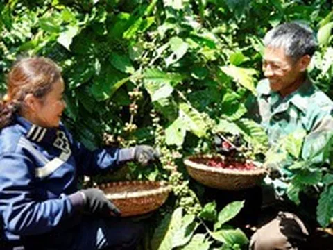 Nông nghiệp tái sinh đang thay đổi tích cực ngành cà phê Việt Nam