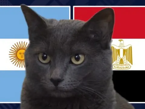 Mèo "tiên tri" dự đoán kết quả trận Argentina vs Ai Cập: Bản lĩnh nhà vô địch