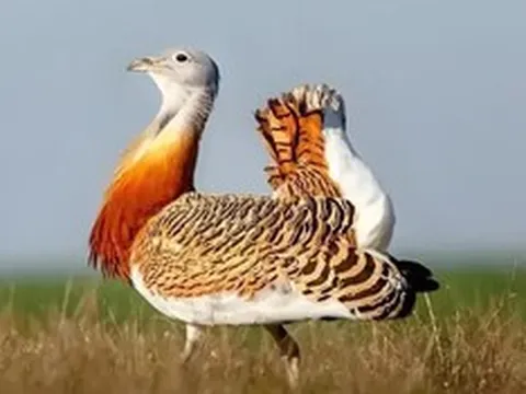 Đang làm đồng, người dân bất ngờ phát hiện chim "khổng lồ" cao gần 1m