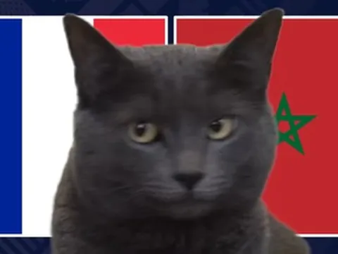 Mèo "tiên tri" dự đoán kết quả trận Pháp vs Morocco: Lựa chọn gây sốc