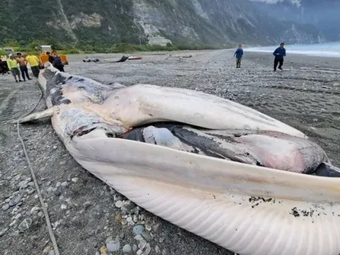 Đang đánh cá, ngư dân bất ngờ kéo lên con cá "khổng lồ" dài 15 mét