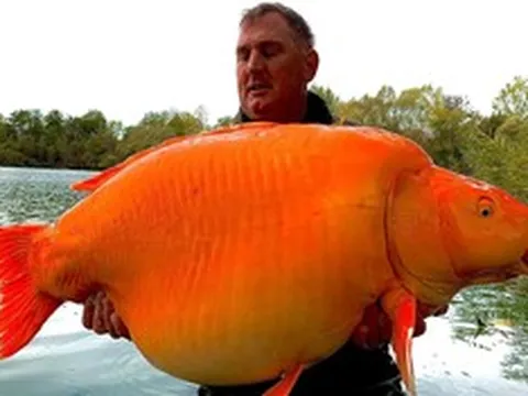 Cần thủ câu được con cá vàng "khổng lồ" 31kg