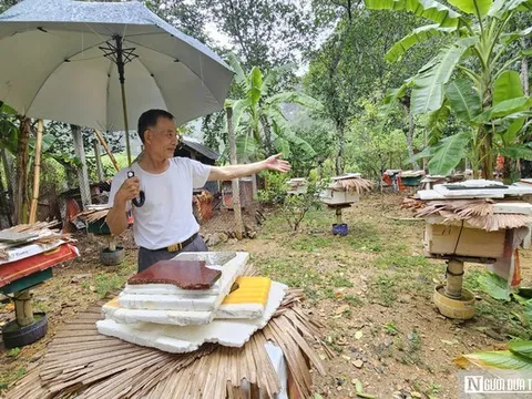 Bí quyết nuôi ong mật ở vùng đệm VQG Phong Nha – Kẻ Bàng cho thu nhập hàng tỷ đồng mỗi năm