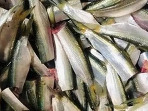 Mỹ đánh giá loại cá "tốt bậc nhất thế giới", người Việt gặp hàng ngày ngoài chợ