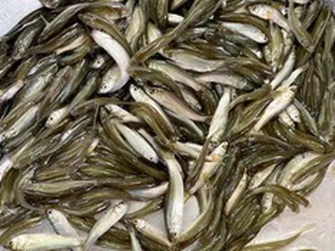 Loài cá nhỏ bé nhưng lại khiến bao thực khách phải mong chờ