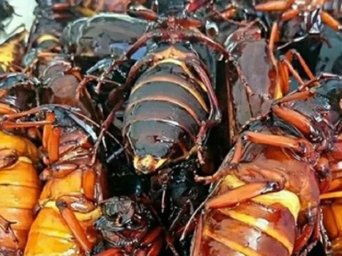 Nuôi loài côn trùng "kỳ lạ", anh nông dân bỏ túi gần 8 tỷ đồng mỗi năm