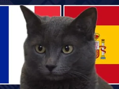 Mèo "tiên tri" dự đoán kết quả trận Pháp vs Tây Ban Nha: Bất phân thắng bại