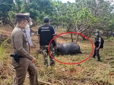 Đi thăm vườn nhãn, người phụ nữ chứng kiến cảnh tượng "nổi da gà"