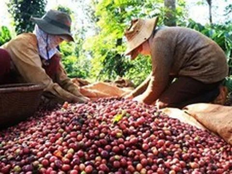 Dữ liệu vùng trồng: 'Hộ chiếu số' để nông sản Việt vươn tầm quốc tế
