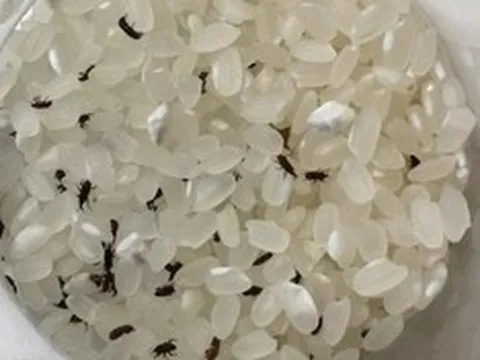 Mọt gạo sẽ "biến mất" nếu bạn đặt thứ này vào thùng gạo