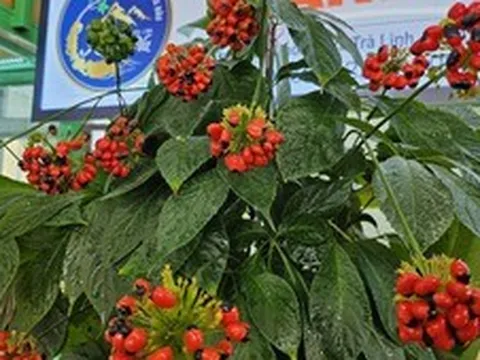 Đà Nẵng tổ chức Lễ hội sâm Ngọc Linh và dược liệu quốc tế 2026