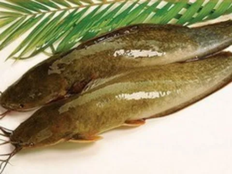 Loại cá có vẻ ngoài giản dị là cả một thế giới món ngon, rất giàu omega-3 và protein
