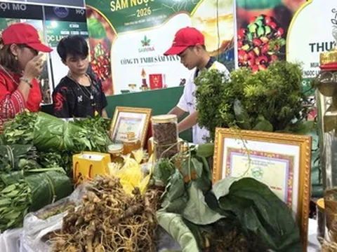 Vì sao sâm Ngọc Linh chưa bứt phá ở thị trường quốc tế?