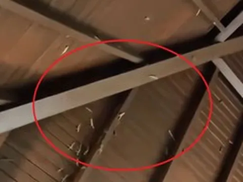 Đi vào nhà vệ sinh, người phụ nữ sốc nặng khi chứng kiến cảnh tượng "nổi da gà"