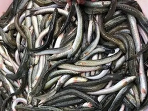Loại cá giàu dưỡng chất có lợi cho sức khỏe nhưng tên khá lạ