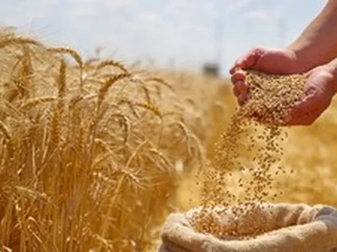Thị trường nông sản thế giới ghi nhận tuần giao dịch khởi sắc