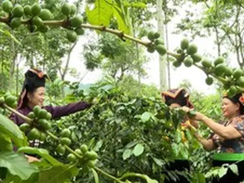 Nông nghiệp xanh nâng tầm chuỗi giá trị nông sản chủ lực Tây Bắc