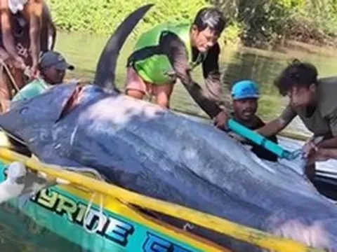 Cần thủ câu được con cá cờ xanh khổng lồ nặng 500kg trên sông