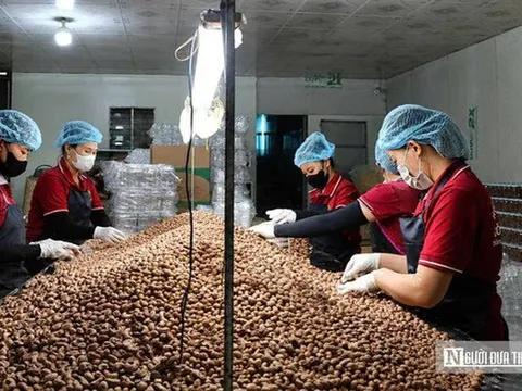 Hạt điều Việt và cuộc chuyển mình khỏi "lời nguyền gia công" - Kỳ cuối: Khẳng định thương hiệu, nâng tầm giá trị