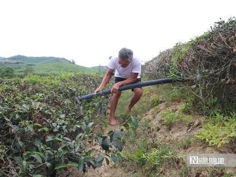 Người trồng chè đứng trước nguy cơ bỏ nghề, chờ chính sách "giải cứu" vùng nguyên liệu