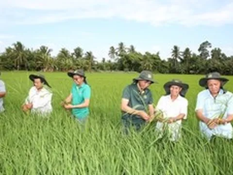 Bài 3: Ai ‘giữ nhịp’ cánh đồng 1 triệu ha lúa chất lượng cao?