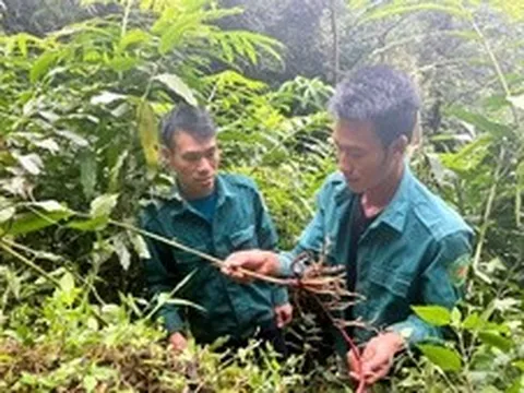 Phát triển kinh tế dưới tán rừng tạo sinh kế cho người dân