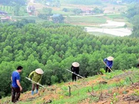 Tháo gỡ điểm nghẽn dữ liệu vùng trồng cho xuất khẩu lâm sản