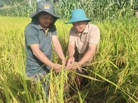 Bài 5: Đề án 1 triệu ha lúa chất lượng cao: Mô hình phải 'sống' được bằng hiệu quả