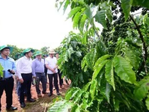 Phân bón Cà Mau nâng tầm giá trị mới cho cà phê Robusta Việt