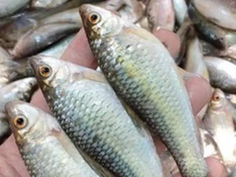 Loài cá có cái tên ai nghe cũng phải hỏi lại, đặc sản chinh phục thực khách khó tính bằng hương vị khó kiếm