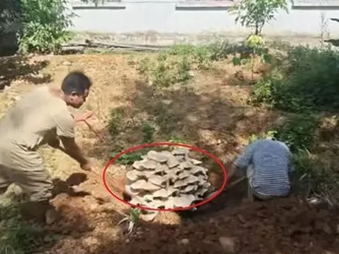 Đi vào rừng, người dân bất ngờ chứng kiến cảnh tượng "nổi da gà"