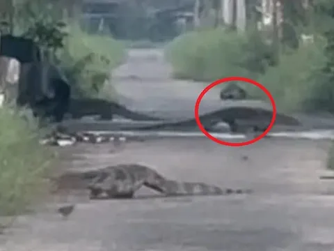 Đang đi dạo, người dân bỗng thấy cảnh tượng "đáng sợ" ngoài đường
