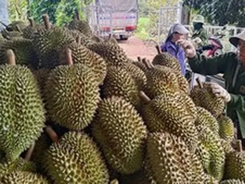 Sầu riêng tươi chinh phục thị trường Ấn Độ