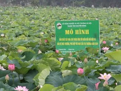 Hà Nội mở rộng mô hình trồng sen chất lượng cao, thích ứng biến đổi khí hậu