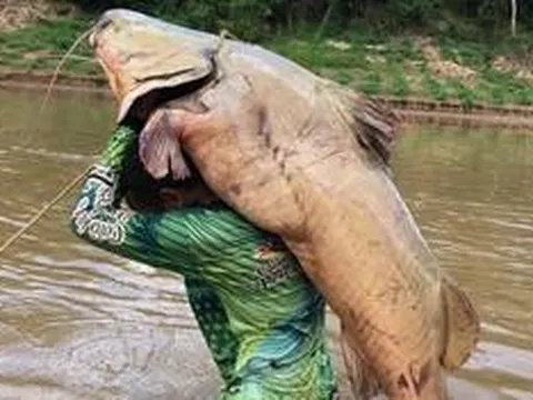 Cần thủ bắt được con cá trê nặng 68kg trên sông