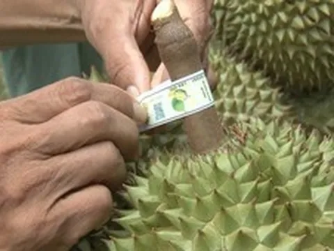 Đơn giản hóa TTHC về mã số vùng trồng, mã số cơ sở đóng gói