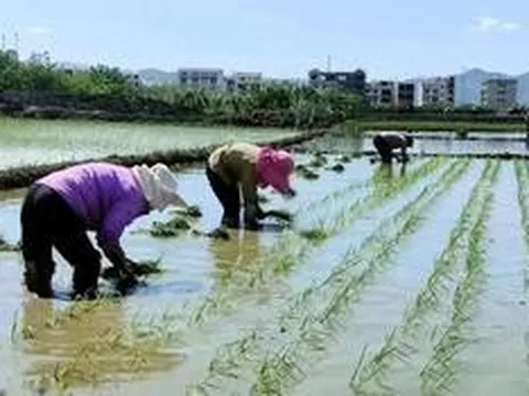 Xem mắt tại ruộng lúa, cô gái nói một câu khiến đàng trai "sốc nặng"